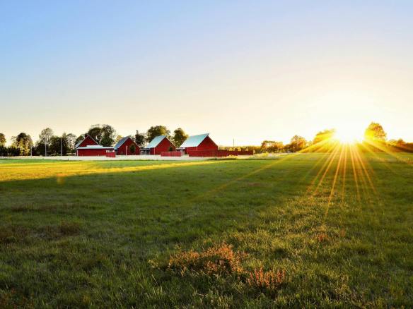 green grass field near houses