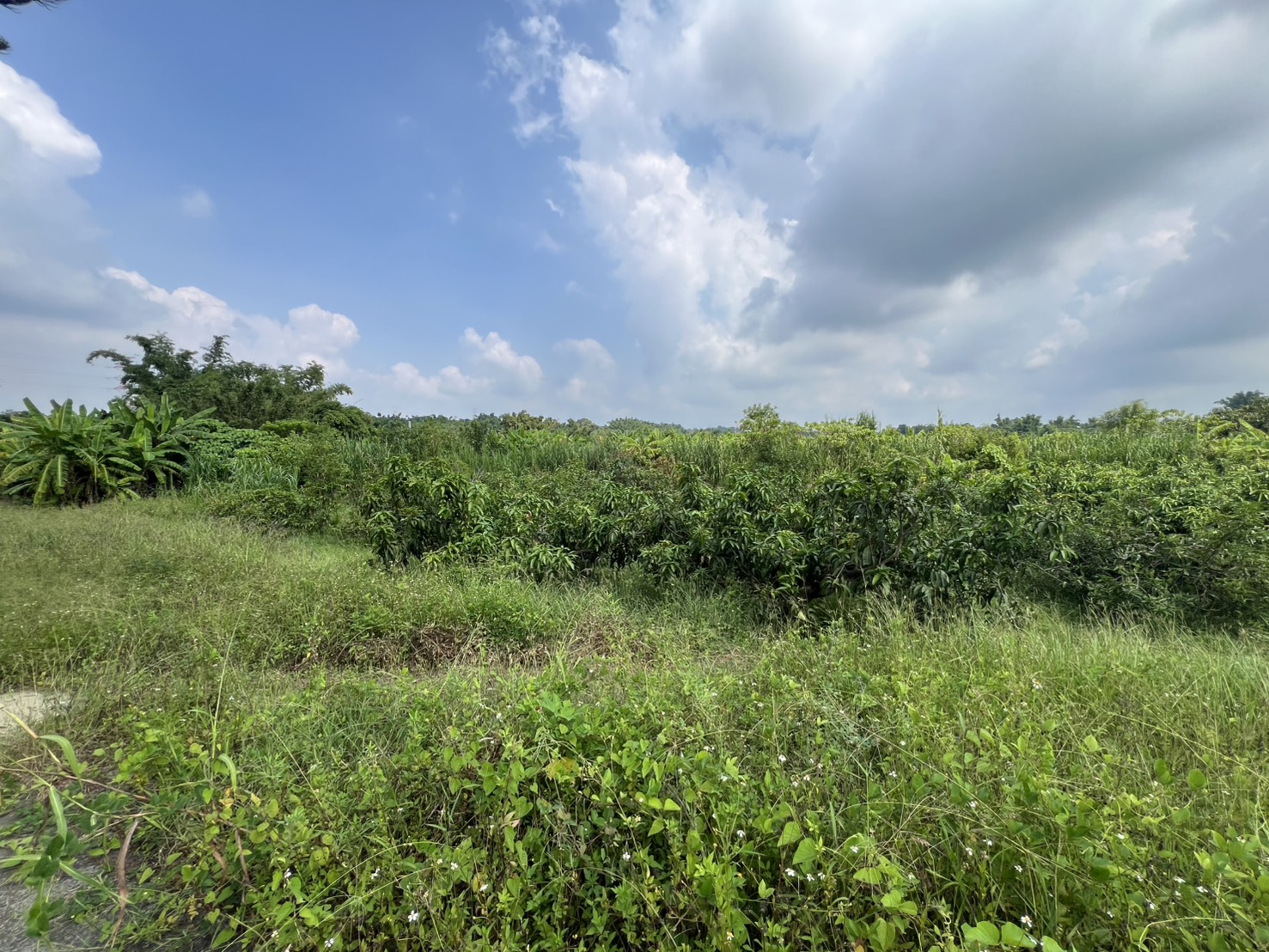 高雄市田寮區田寮段農地
