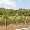屏東麟洛臨路美農地